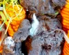 Toy Poodle