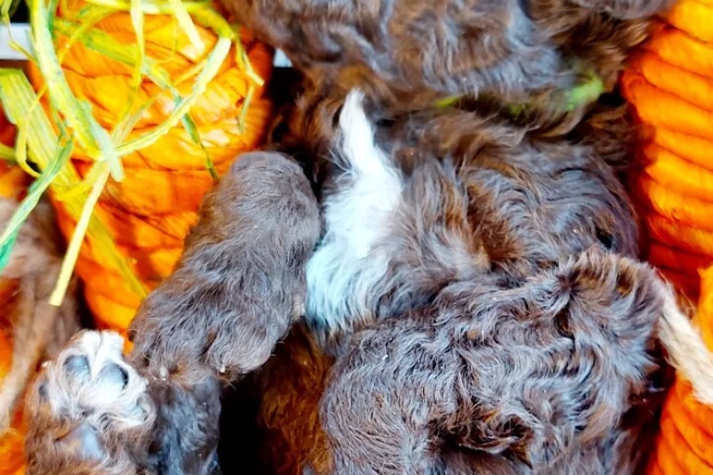 Toy Poodle