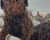 Toy Poodle
