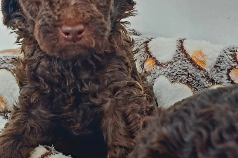 Toy Poodle