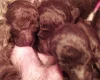 Toy Poodle