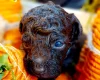 Toy Poodle