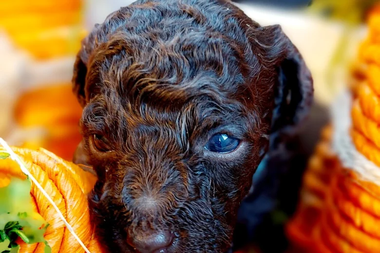 Toy Poodle