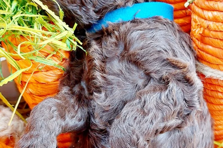 Toy Poodle