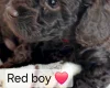 Toy Poodle