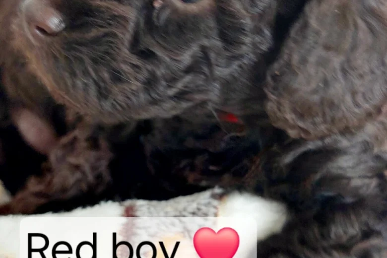 Toy Poodle