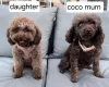 Toy Poodle