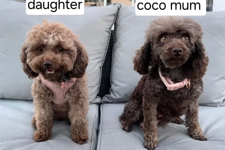 Toy Poodle