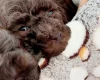 Toy Poodle