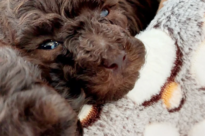 Toy Poodle