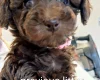 Toy Poodle