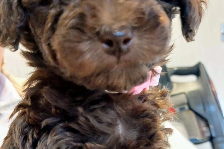 Toy Poodle
