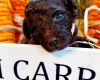 Toy Poodle