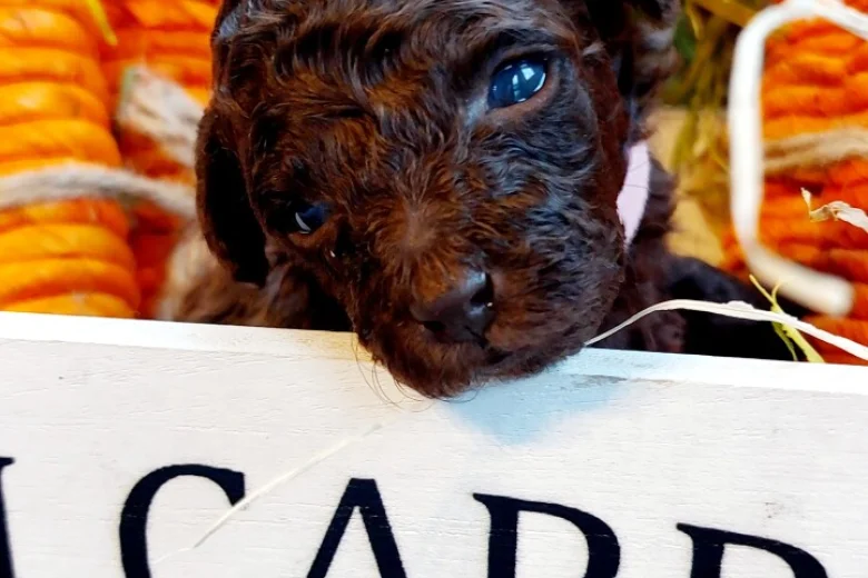 Toy Poodle