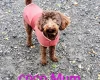 Toy Poodle