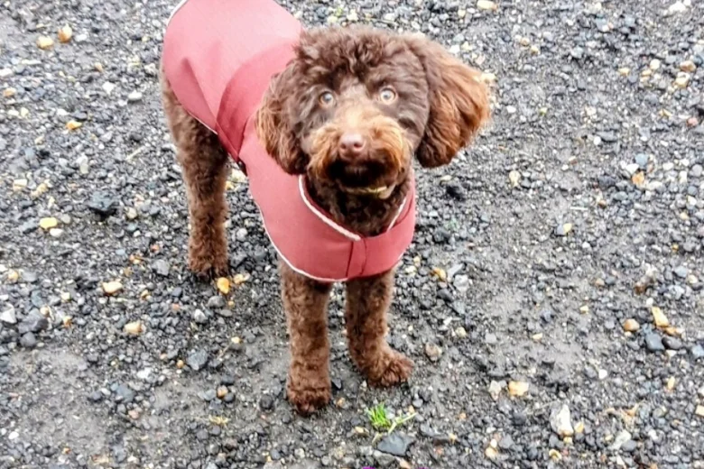 Toy Poodle