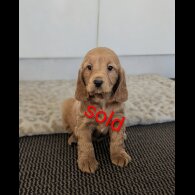 Cockapoo