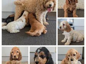 Cockapoo