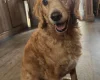 Cockapoo
