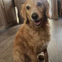 Cockapoo
