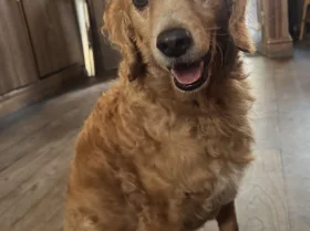 Cockapoo