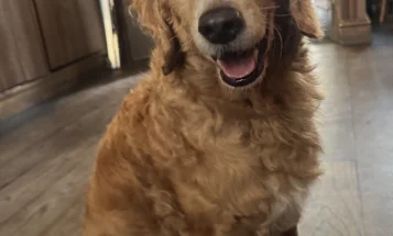 Cockapoo