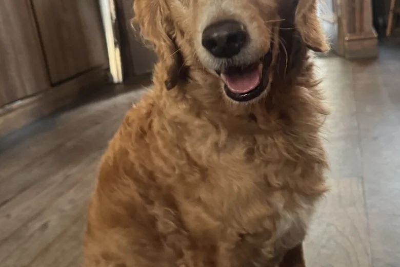 Cockapoo