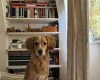 Cockapoo