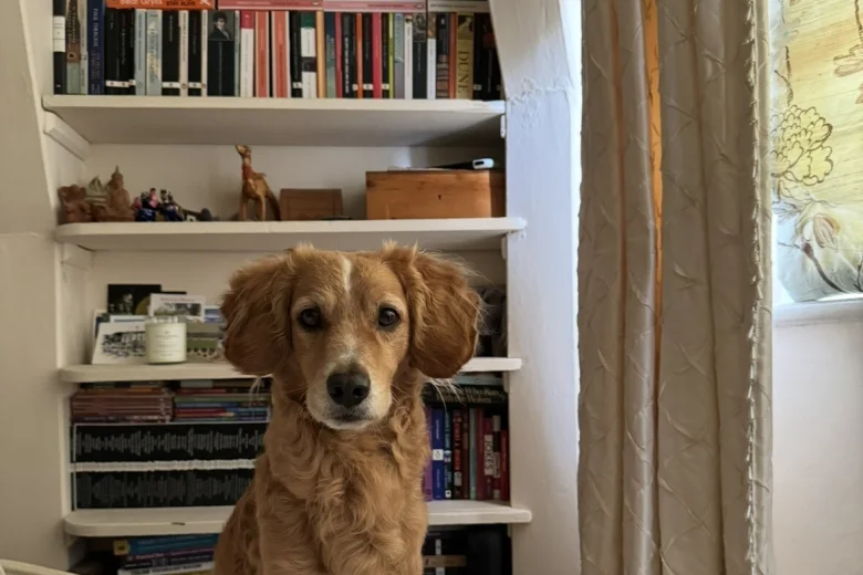 Cockapoo