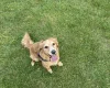 Cockapoo