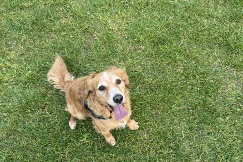 Cockapoo