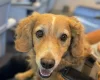 Cockapoo