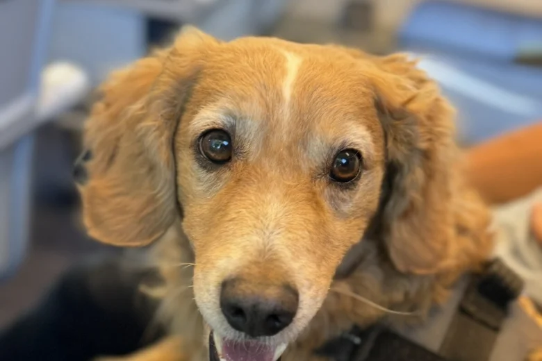 Cockapoo
