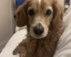 Cockapoo