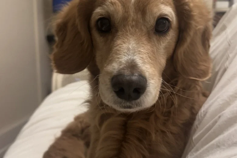 Cockapoo