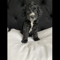 Cockapoo