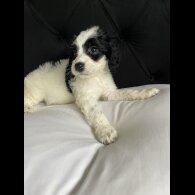 Cockapoo