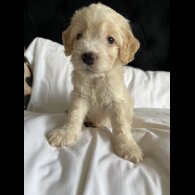 Cockapoo