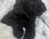Cockapoo