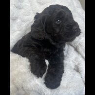 Cockapoo