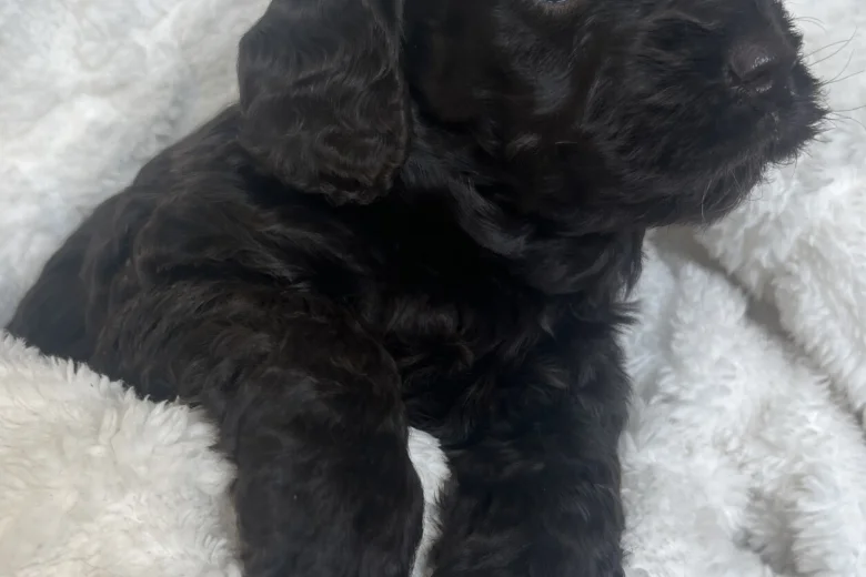 Cockapoo