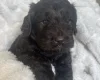 Cockapoo