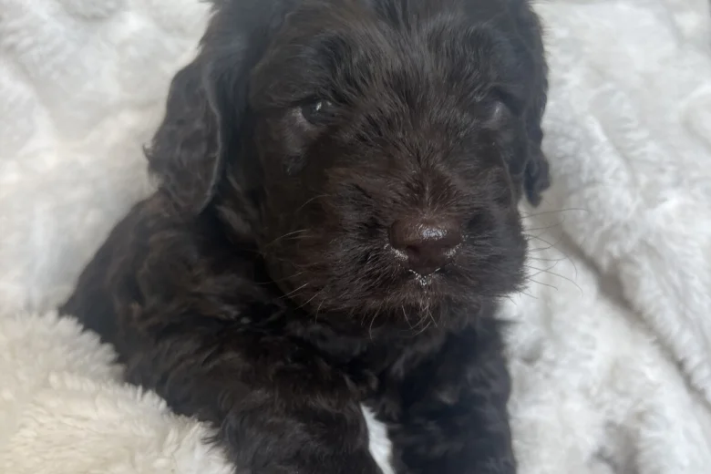 Cockapoo
