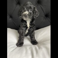 Cockapoo