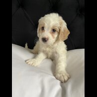 Cockapoo