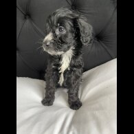 Cockapoo