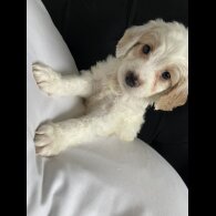 Cockapoo