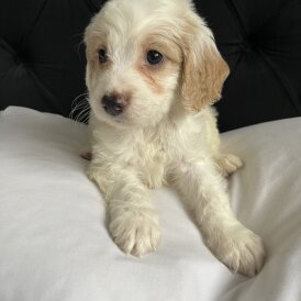 Cockapoo