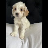 Cockapoo