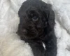 Cockapoo